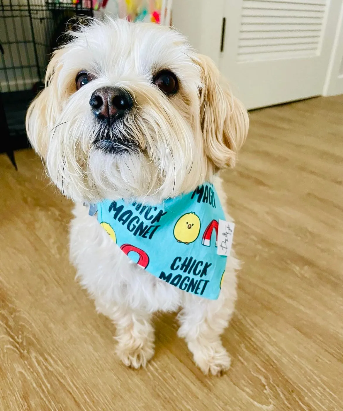 Chick Magnet Dog Bandana