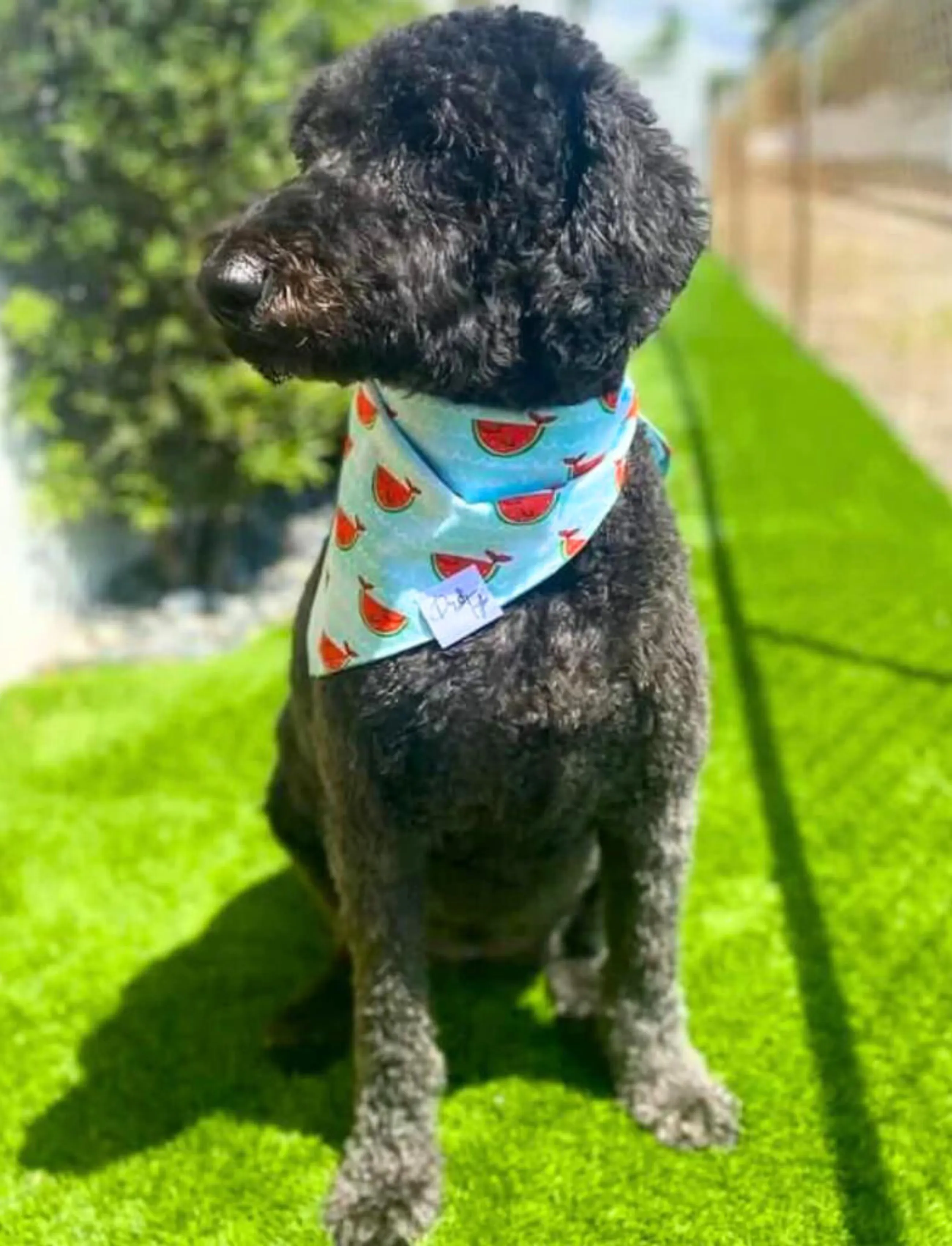 Happy Watermelon Fish Bandana