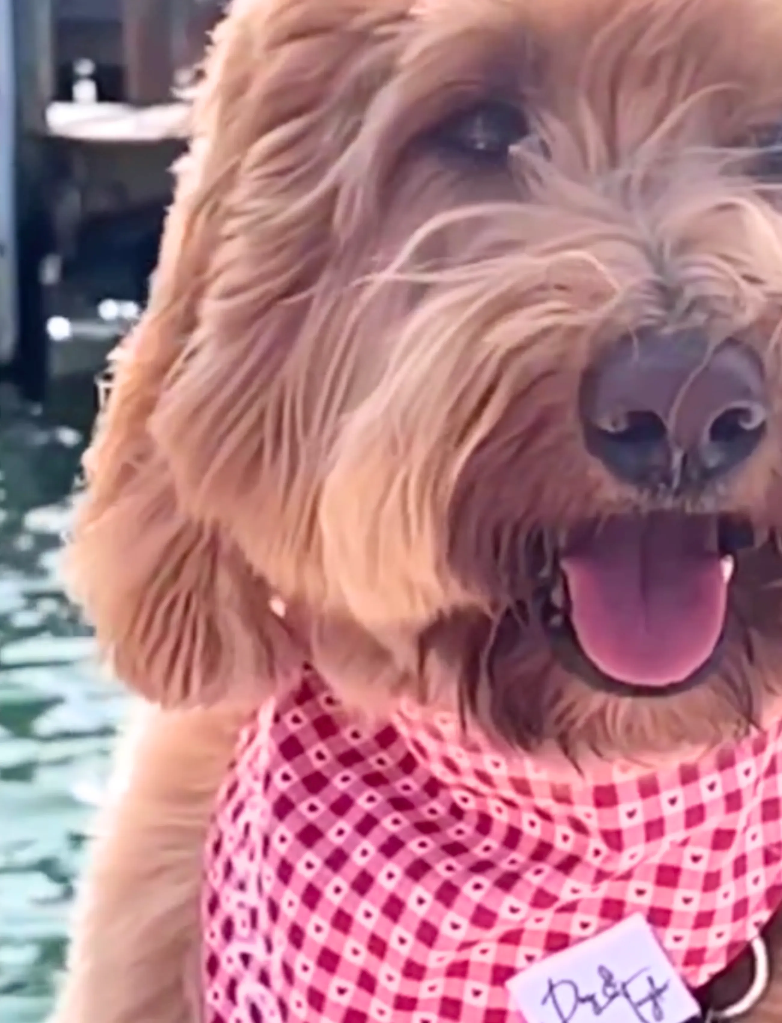 Hearts on Plaid Dog Bandana