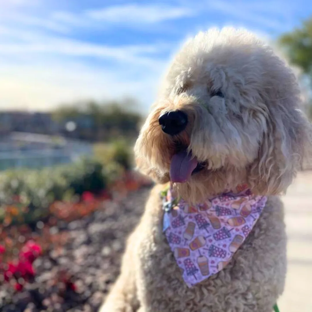 Love You A Latte Dog Bandana