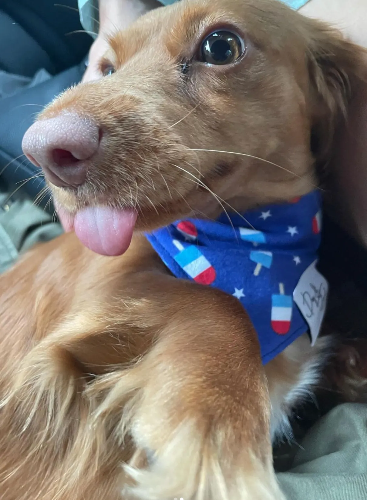 Pupsicles 4th of July Dog Bandana