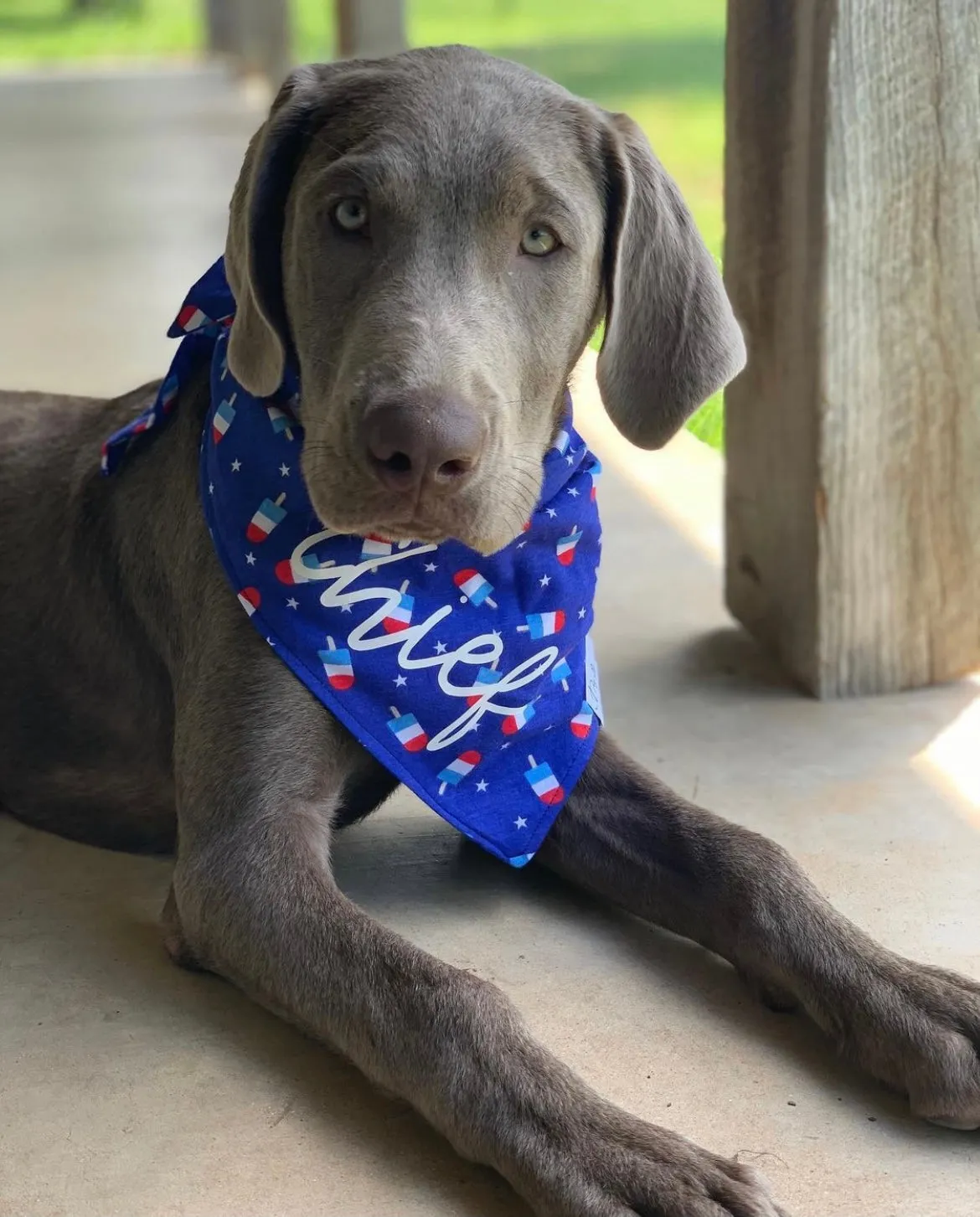 Pupsicles 4th of July Dog Bandana