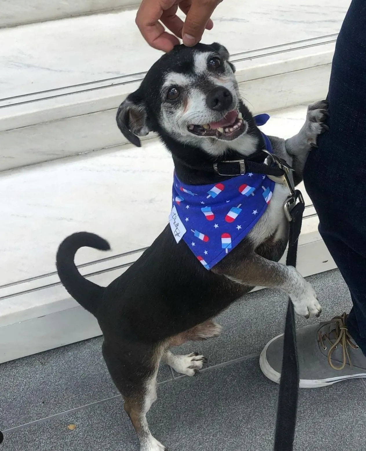 Pupsicles 4th of July Dog Bandana