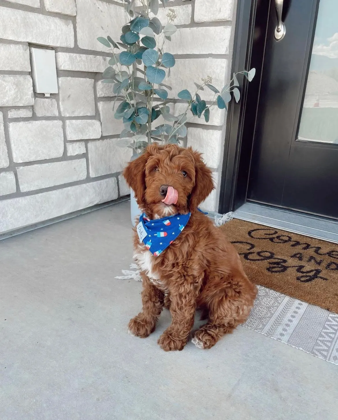 Pupsicles 4th of July Dog Bandana