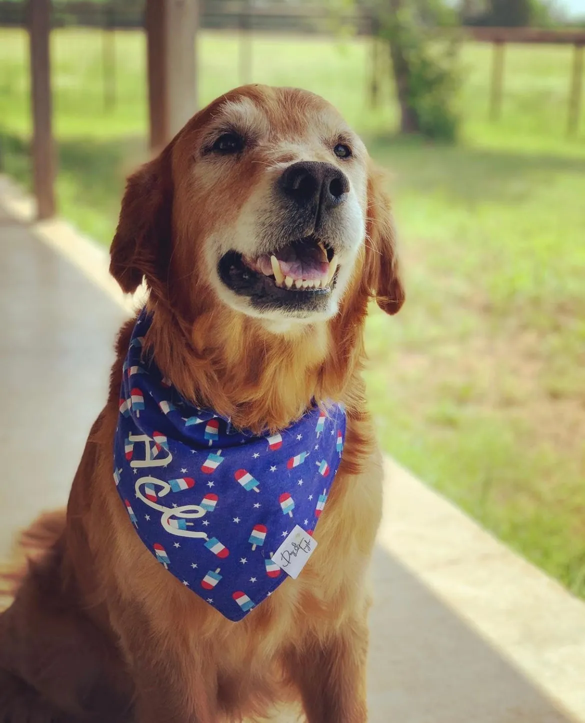 Pupsicles 4th of July Dog Bandana